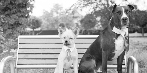 get married with your dog