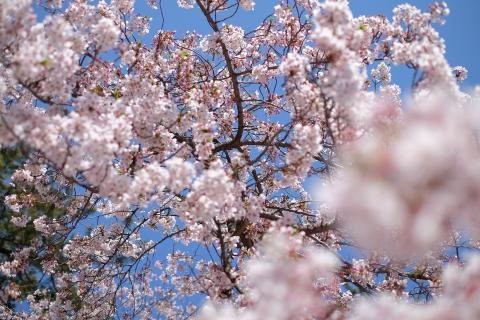 springtime in denmark is a time for freshness and new life