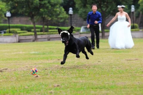 Getting married in Denmark means your dog can be bridesmaid