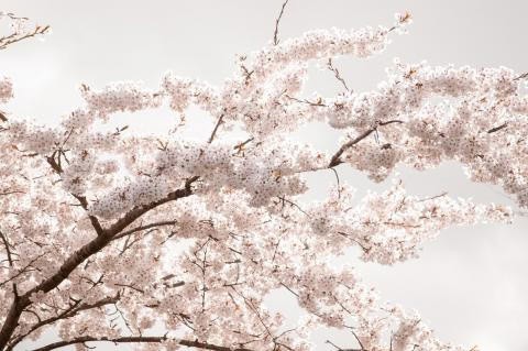 beautiful spring in aarhus