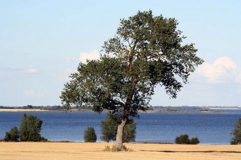 best place to marry in denmark 1
