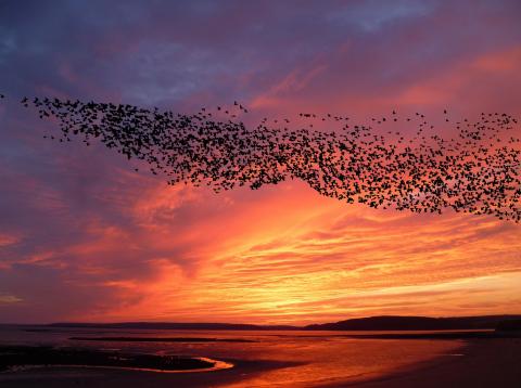 migrating starlings