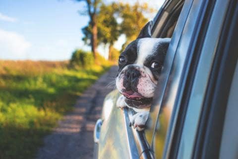 take your dog on a roadtrip