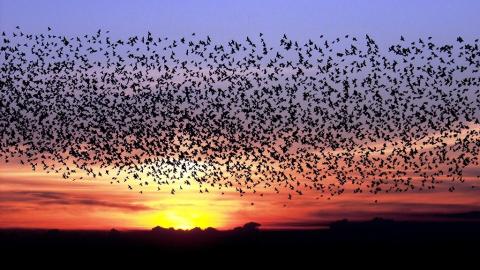 tonder starlings